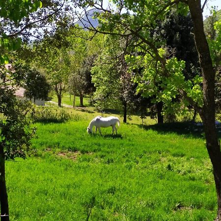 Agriturismo Colloreto Морано Калабро Екстериор снимка